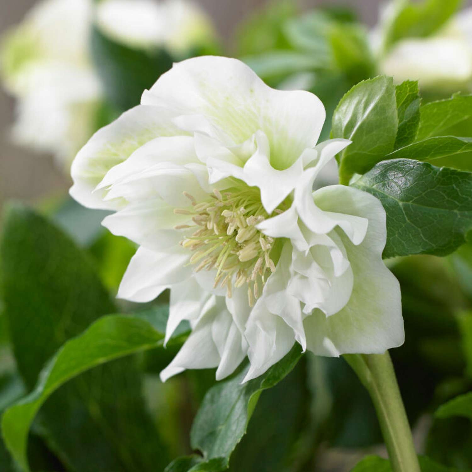 Tarhajouluruusu 'Double Ellen White' (Helleborus × hybridus)